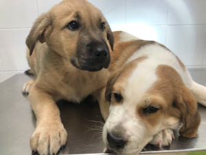 Cachorros1