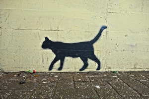 Cat 3049098 640 Red