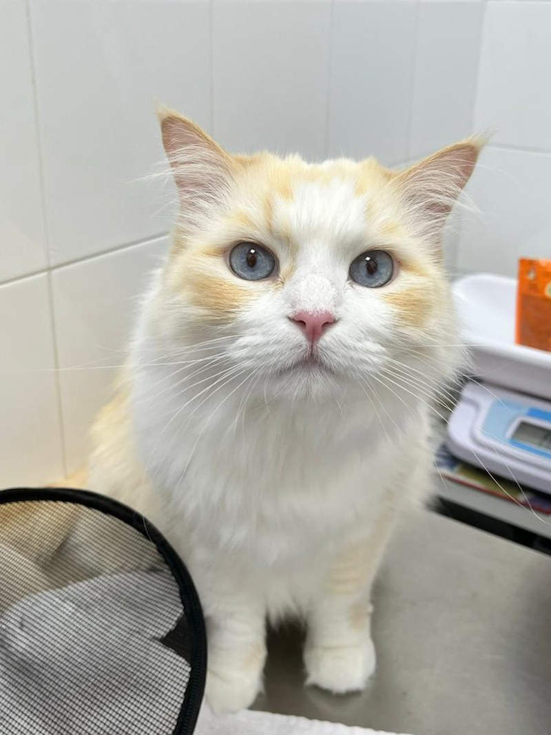 Gato Amarillo Recatelo