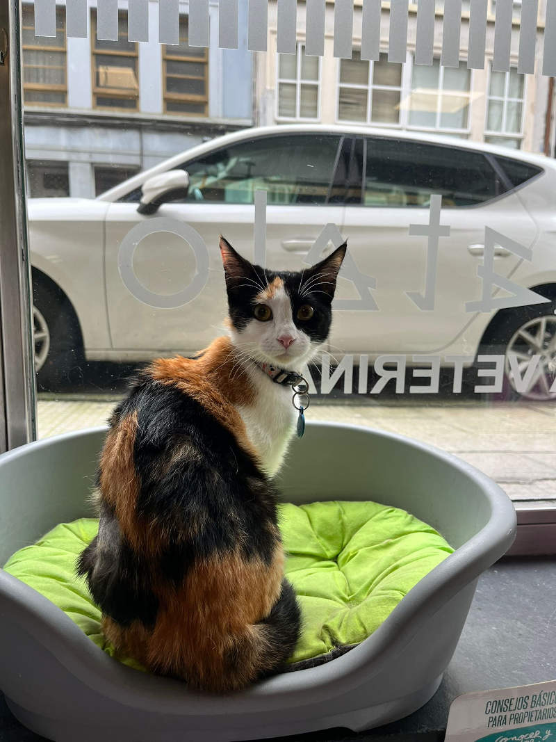 Gato Blanco Y Negro Recatelo