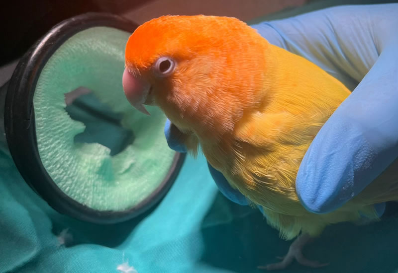 Veterianria Para Animales Exoticos