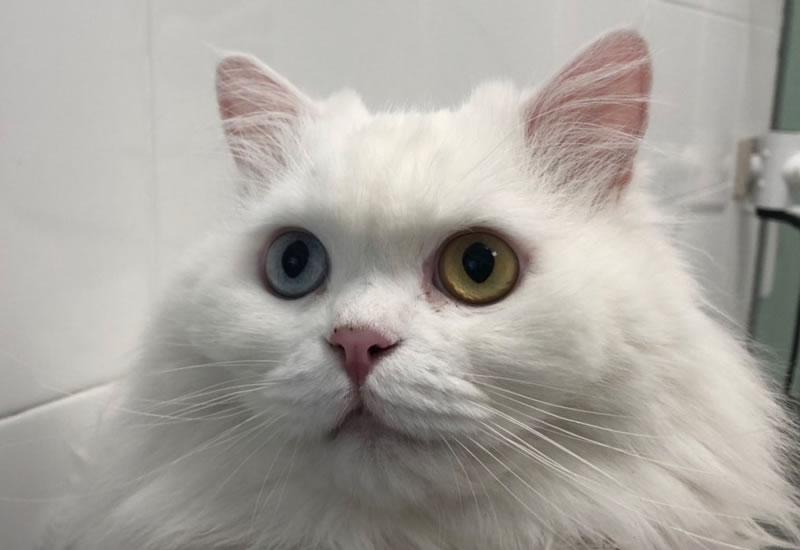 Veterinaria Felina