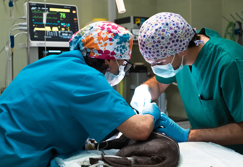 Veterinaria Oncologica