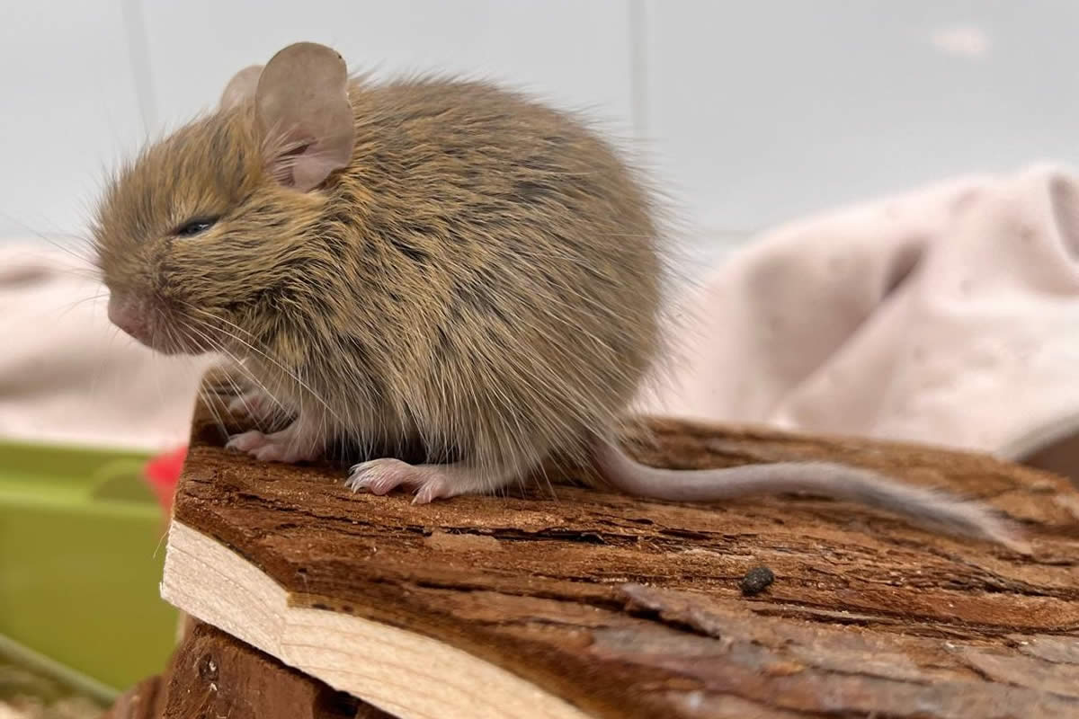 Asesoramiento Especializado En El Diseño Y Mantenimiento De Entornos Adecuados Para Tus Animales