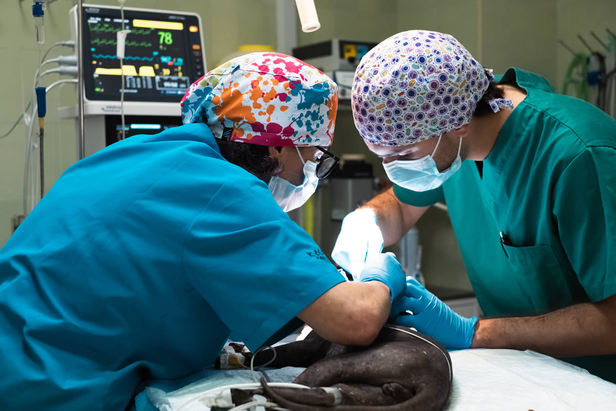 Cirujia Oncologica Veterinaria