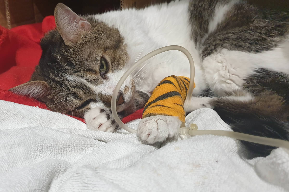 Quimioterapia En Perros Y Gatos