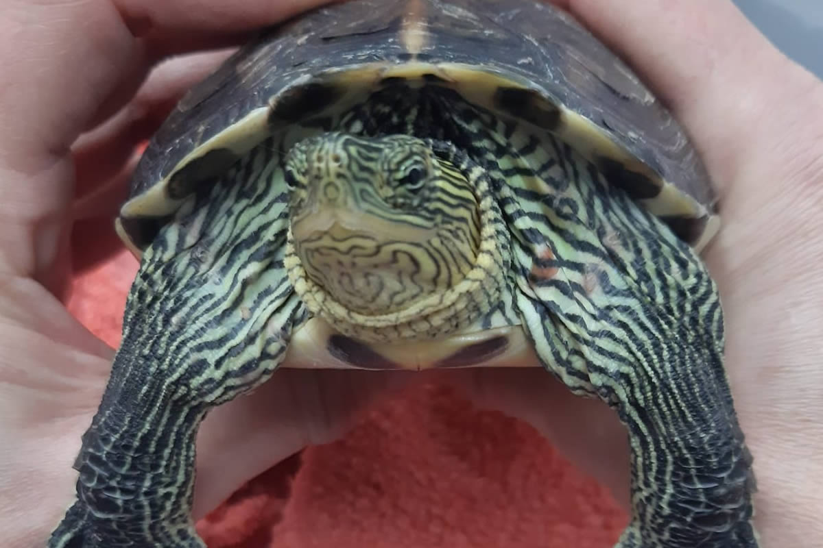 Tortuga De Florida
