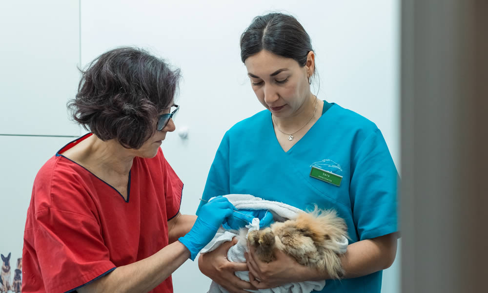 Veterinaria Recatelo
